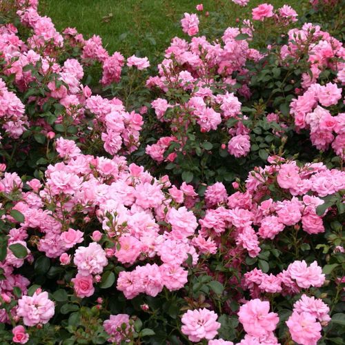 Roz pal - Trandafir copac cu trunchi înalt - cu flori mărunți - coroană curgătoare